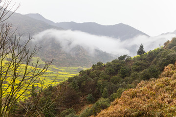 篁岭油菜花