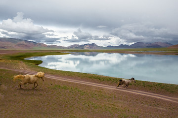 中国西藏高山原野河流奔马