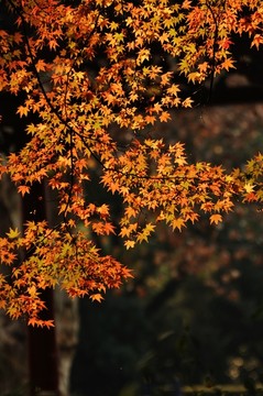 秋天红叶