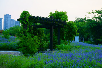 薰衣草花海