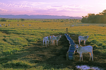 巴西大沼泽的牛群