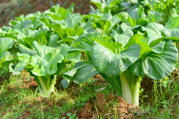 农家菜地种植的大白菜