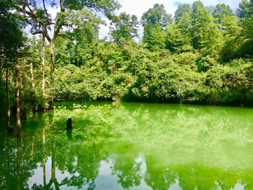 森林河流