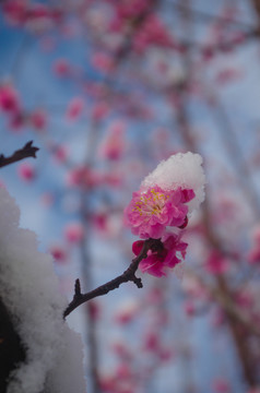 桃花盛开