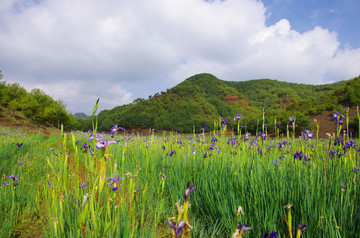 鸢尾花