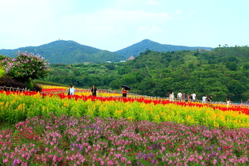 花田花海