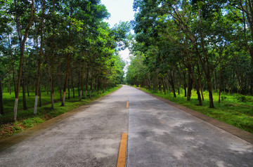 林间公路