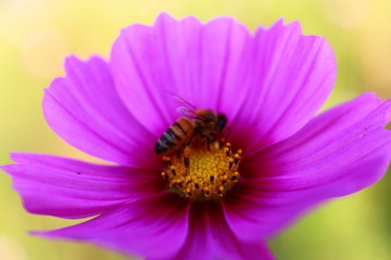 波斯菊蜜蜂微距