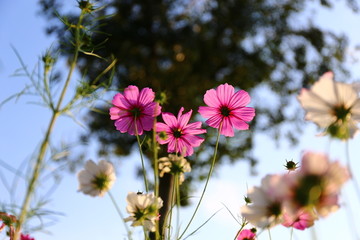 仰视波斯菊