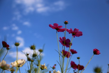 蓝天波斯菊