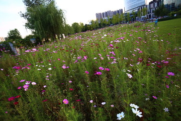 波斯菊花丛