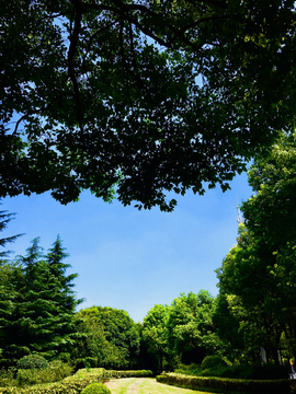 森林景观仰望天空