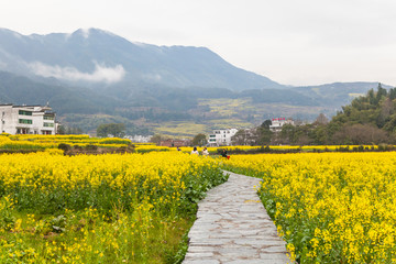 婺源油菜花