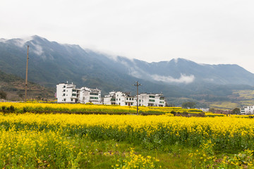 婺源油菜花