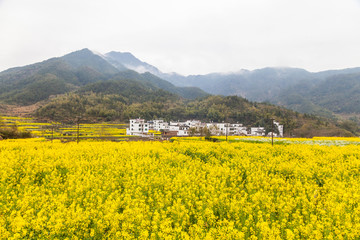 婺源油菜花