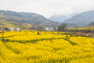 婺源油菜花