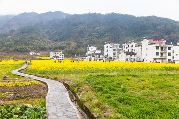 婺源油菜花