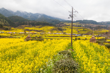 婺源油菜花