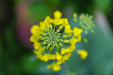 油菜花