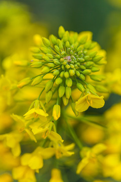 油菜花