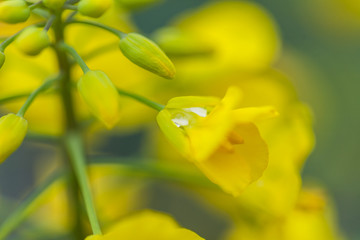 油菜花