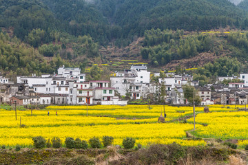 婺源油菜花