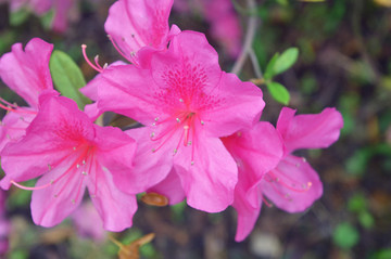 杜鹃花