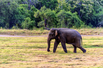 斯里兰卡米内日亚国家公园