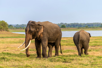 斯里兰卡米内日亚国家公园