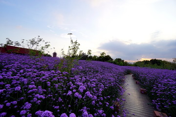 紫色背景