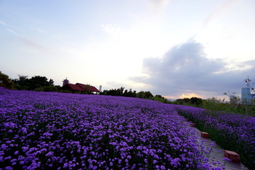 紫色花海