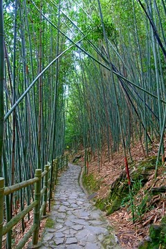 竹林小路