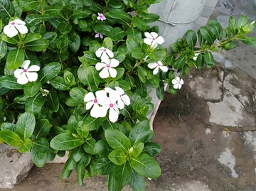 小花