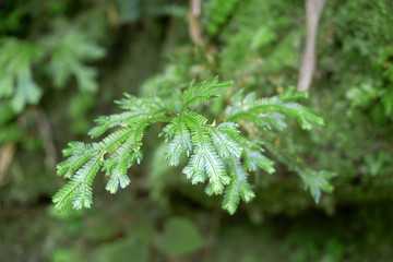 野生蕨草特写