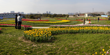 郁金香花海
