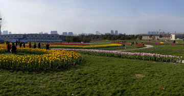 郁金香花海