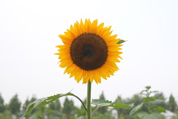 太阳花向日葵花盘