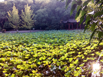 重庆华岩湖荷塘风景