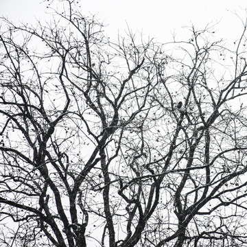 黑白树装饰画