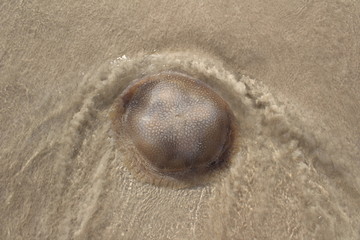 海洋软体生物