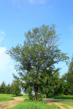 松树
