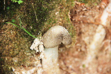 鸡枞菌