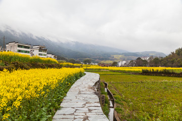 婺源油菜花