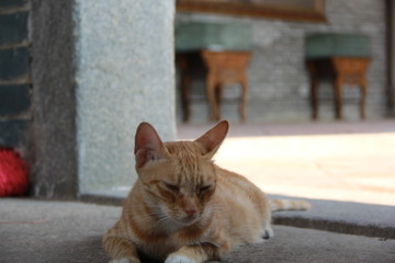 橘猫