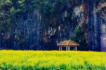 中国连州湟川三峡油菜花田