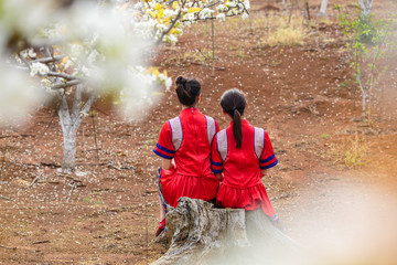 中国连州瑶族少女与梨花