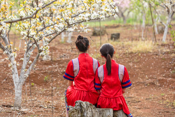 中国连州瑶族少女与梨花