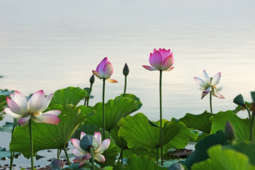 荷花花蕾
