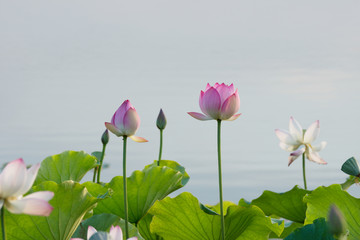 荷花花蕾