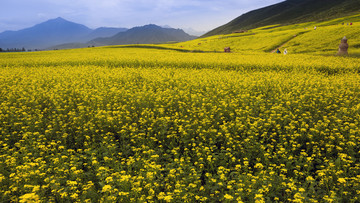 扁都口油菜花